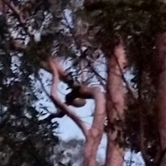 Trichosurus vulpecula at Lower Pappinbarra, NSW - 1 Feb 2025 by dave@kerrie