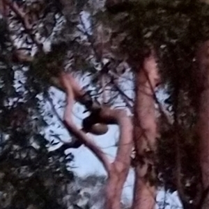 Trichosurus vulpecula at Lower Pappinbarra, NSW by dave@kerrie