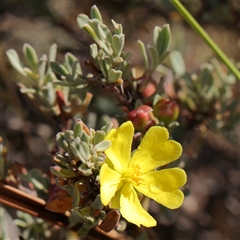 Hibbertia obtusifolia (Grey Guinea-flower) at Manton, NSW - 18 Jan 2025 by ConBoekel