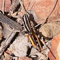 Macrotona australis (Common Macrotona Grasshopper) at Manton, NSW - 19 Jan 2025 by ConBoekel