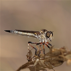 Cerdistus sp. (genus) (Slender Robber Fly) at Manton, NSW - 19 Jan 2025 by ConBoekel