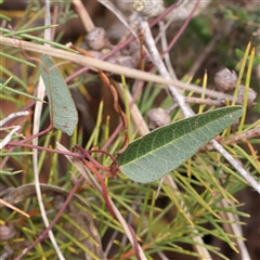 Hardenbergia violacea (False Sarsaparilla) at Manton, NSW - 18 Jan 2025 by ConBoekel