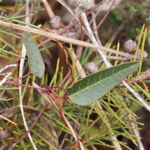 Hardenbergia violacea at Manton, NSW - 19 Jan 2025 09:46 AM