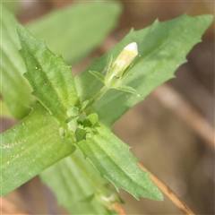 Unidentified Other Wildflower or Herb at Manton, NSW - 18 Jan 2025 by ConBoekel