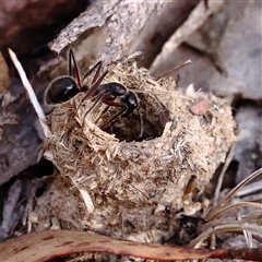 Unidentified Ant (Hymenoptera, Formicidae) at Manton, NSW - 18 Jan 2025 by ConBoekel