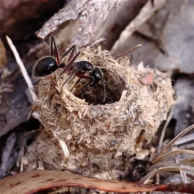 Unidentified Ant (Hymenoptera, Formicidae) at Manton, NSW - 18 Jan 2025 by ConBoekel