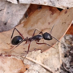 Camponotus intrepidus at Manton, NSW - 19 Jan 2025 09:57 AM