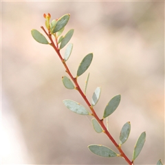 Acacia buxifolia subsp. buxifolia (Box-leaf Wattle) at Manton, NSW - 18 Jan 2025 by ConBoekel