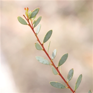 Acacia buxifolia subsp. buxifolia (Box-leaf Wattle) at Manton, NSW by ConBoekel