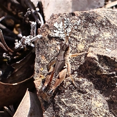 Phaulacridium vittatum (Wingless Grasshopper) at Manton, NSW - 19 Jan 2025 by ConBoekel