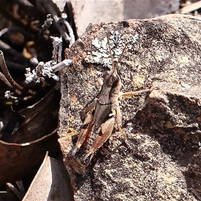 Phaulacridium vittatum at Manton, NSW - 18 Jan 2025 by ConBoekel