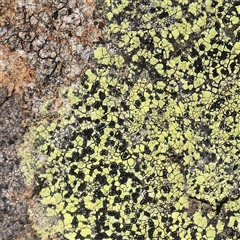 Rhizocarpon (genus) (A map lichen) at Manton, NSW - 18 Jan 2025 by ConBoekel