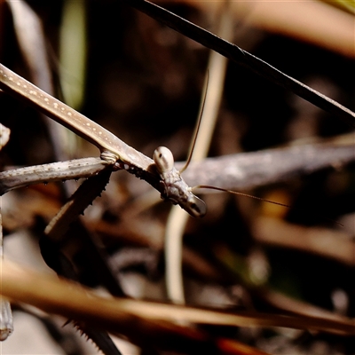 Tenodera australasiae (Purple-winged mantid) at Manton, NSW - 18 Jan 2025 by ConBoekel