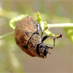 Trachymela sp. (genus) at Manton, NSW - 18 Jan 2025 by ConBoekel