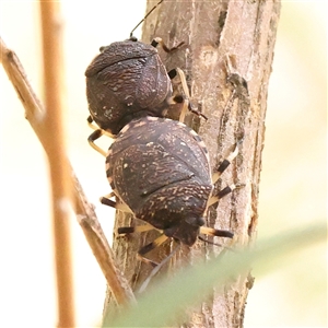 Platycoris rotundatus (A shield bug) at Manton, NSW by ConBoekel