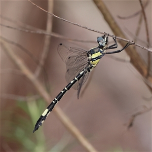 Parasynthemis regina (Royal Tigertail) at Manton, NSW by ConBoekel