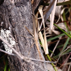 Acrida conica (Giant green slantface) at Manton, NSW - 19 Jan 2025 by ConBoekel