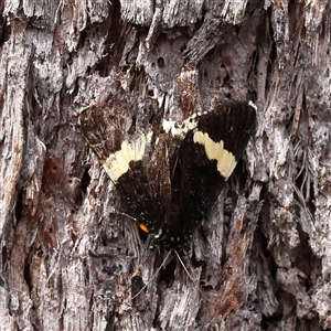 Eutrichopidia latinus (Yellow-banded Day-moth) at Manton, NSW - 19 Jan 2025 by ConBoekel