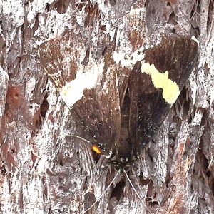 Eutrichopidia latinus at Manton, NSW - 19 Jan 2025 10:49 AM