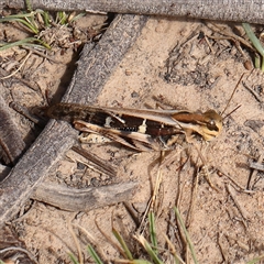 Gastrimargus musicus (Yellow-winged Locust or Grasshopper) at Manton, NSW - 19 Jan 2025 by ConBoekel