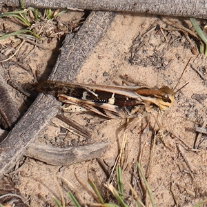 Gastrimargus musicus at Manton, NSW - 19 Jan 2025 by ConBoekel