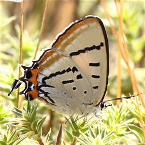 Jalmenus evagoras (Imperial Hairstreak) at Manton, NSW - 19 Jan 2025 by ConBoekel