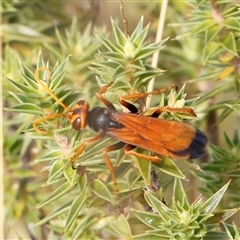 Pompilidae (family) (Unidentified Spider wasp) at Manton, NSW - 19 Jan 2025 by ConBoekel