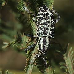 Chrysolopus spectabilis (Botany Bay Weevil) at Manton, NSW - 18 Jan 2025 by ConBoekel