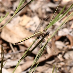 Unidentified Dragonfly or Damselfly (Odonata) at Manton, NSW - 19 Jan 2025 by ConBoekel