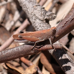 Goniaea opomaloides at Lade Vale, NSW - 19 Jan 2025 by ConBoekel