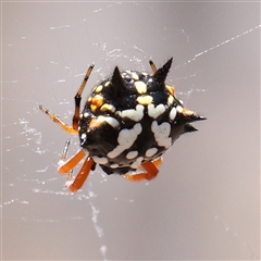 Austracantha minax (Christmas Spider, Jewel Spider) at Lade Vale, NSW - 19 Jan 2025 by ConBoekel