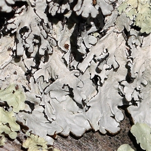 Lichen - foliose at Lade Vale, NSW - 19 Jan 2025 by ConBoekel