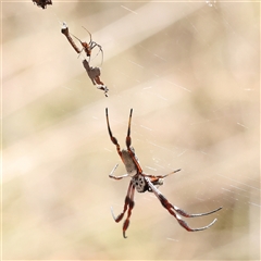 Trichonephila edulis (Golden orb weaver) at Lade Vale, NSW - 19 Jan 2025 by ConBoekel