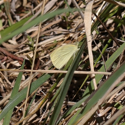 Pieris rapae (Cabbage White) at O'Connor, ACT - 17 Jan 2025 by ConBoekel