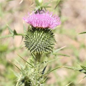 Cirsium vulgare (Spear Thistle) at O'Connor, ACT by ConBoekel