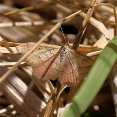 Scopula rubraria (Reddish Wave, Plantain Moth) at O'Connor, ACT - 16 Jan 2025 by ConBoekel