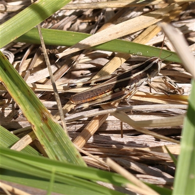 Macrotona australis (Common Macrotona Grasshopper) at O'Connor, ACT - 17 Jan 2025 by ConBoekel