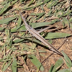 Acrida conica (Giant green slantface) at O'Connor, ACT - 17 Jan 2025 by ConBoekel