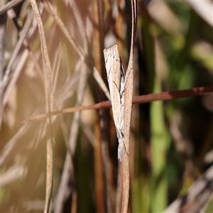 Culladia cuneiferellus at O'Connor, ACT - 17 Jan 2025 by ConBoekel