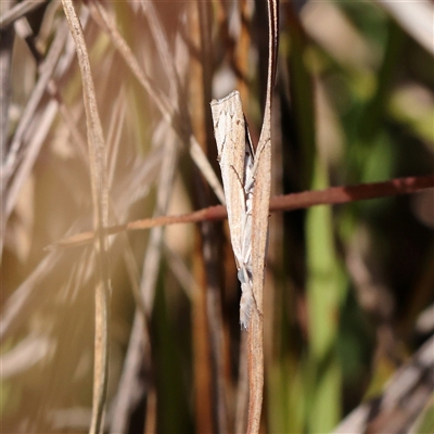 Culladia cuneiferellus (Crambinae moth) at O'Connor, ACT - 17 Jan 2025 by ConBoekel