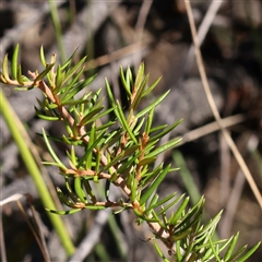 Grevillea juniperina at O'Connor, ACT - 16 Jan 2025 by ConBoekel