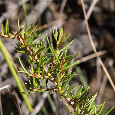 Grevillea juniperina at O'Connor, ACT - 16 Jan 2025 by ConBoekel