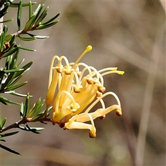 Grevillea juniperina at O'Connor, ACT - 17 Jan 2025 10:44 AM