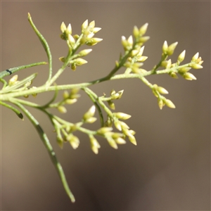 Cassinia quinquefaria (Rosemary Cassinia) at O'Connor, ACT by ConBoekel