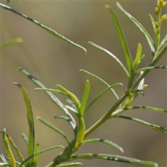 Cassinia quinquefaria at O'Connor, ACT - 17 Jan 2025 10:47 AM