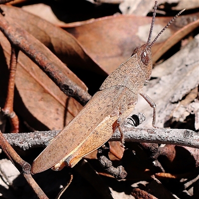 Goniaea carinata (Black kneed gumleaf grasshopper) at Bruce, ACT - 17 Jan 2025 by ConBoekel