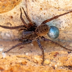 Lycosidae (family) (Wolf spider) at Jerrabomberra, NSW - 1 Feb 2025 by MarkT