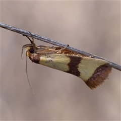 Chrysonoma fascialis (A Concealer moth (Wingia group) at O'Connor, ACT - 17 Jan 2025 by ConBoekel