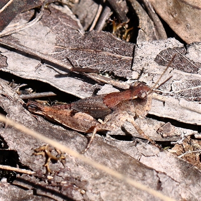 Phaulacridium vittatum (Wingless Grasshopper) at O'Connor, ACT - 17 Jan 2025 by ConBoekel