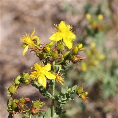 Hypericum perforatum (St John's Wort) at O'Connor, ACT - 17 Jan 2025 by ConBoekel